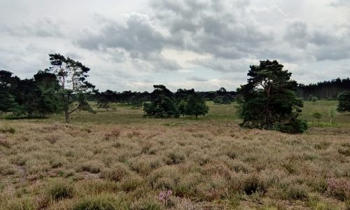 Wildexpeditie Veluwe