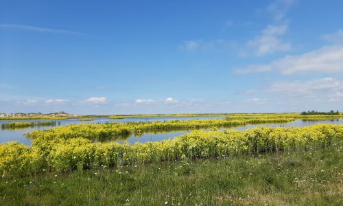 Het kleine paradijs Marker Wadden